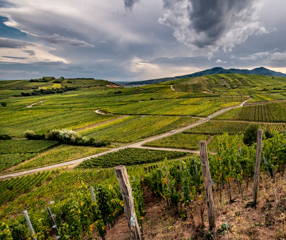 Domaine Zind-humbrect vineyards