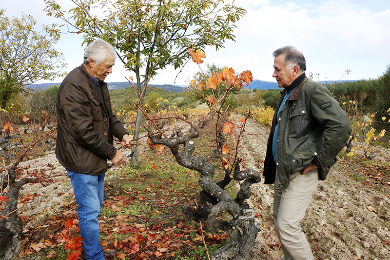 Angel de Viñas. Oímbra. Monterrei. Proyecto González Byass