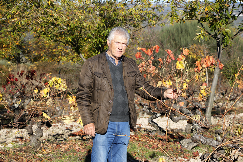 Angel de Viñas. Oímbra. Monterrei. Proyecto González Byass