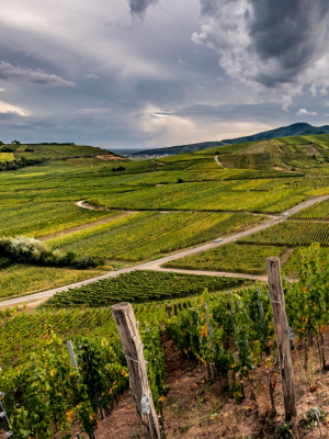 Domaine Zind-humbrect vineyards