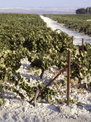 World's best vineyards 2024