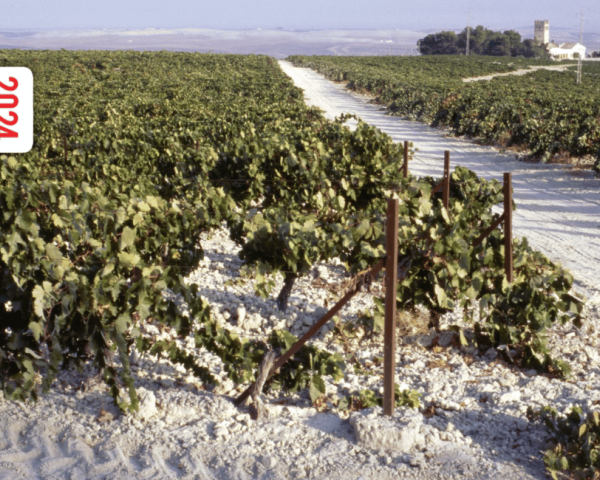 World's best vineyards 2024