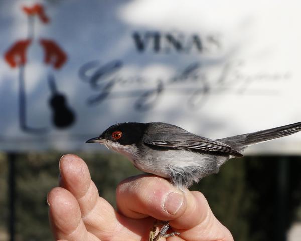 VIDas: Anillamiento aves en Jerez People + Planet González Byass